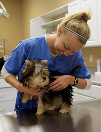 stony brook animal hospital wellness exams